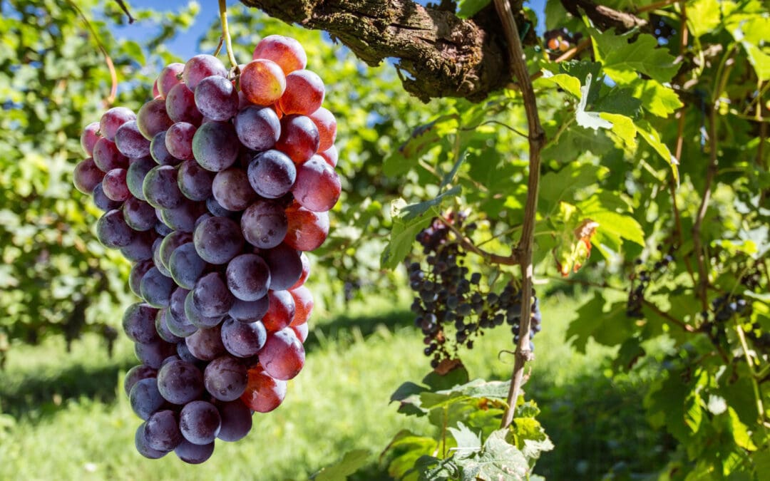 How Chauffeurs Manage Wine Tours: Visiting Yorkshire & Lincolnshire Vineyards in Comfort — Tastings, Transfers and Care