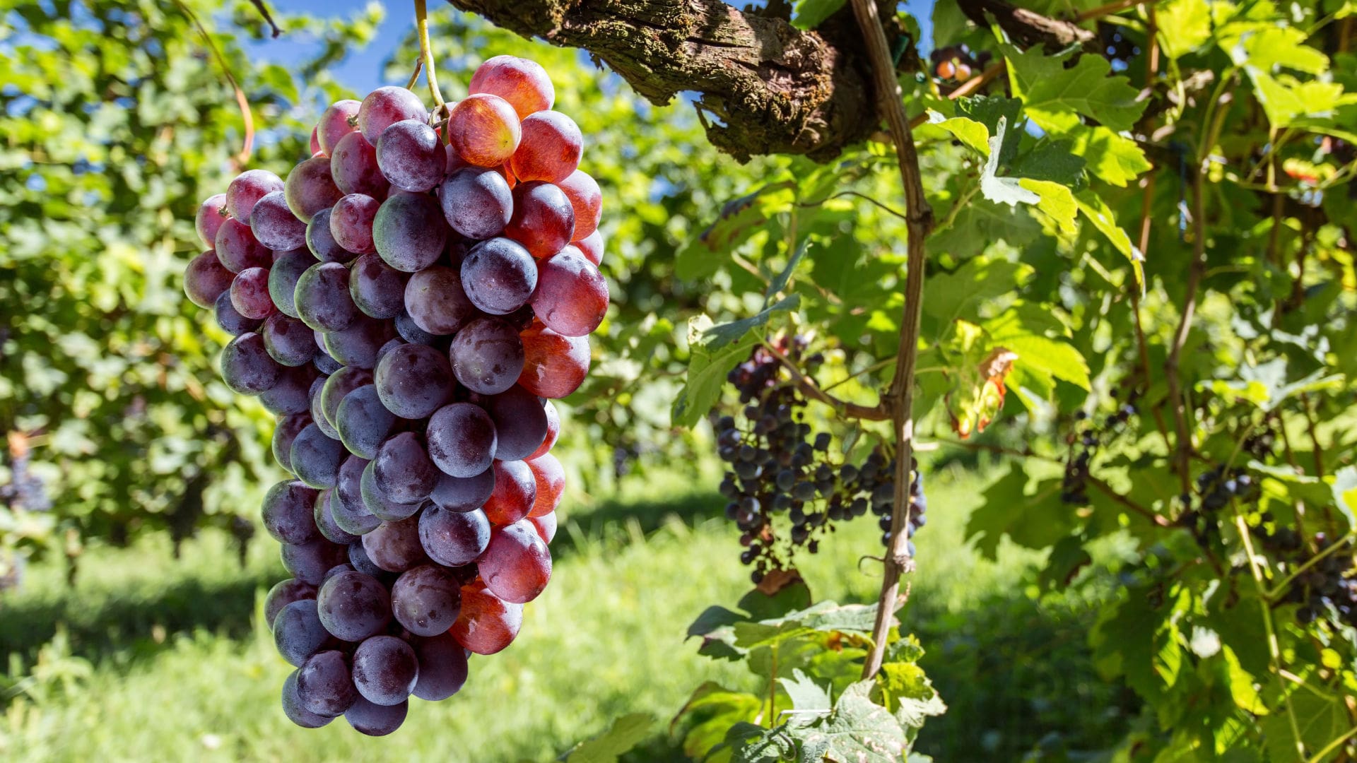 Vineyards with Premier Executive Chauffeur Services Vineyards with Premier Executive Chauffeur Services