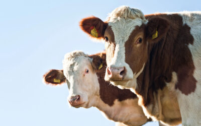 Events to Look Forward to in 2026: The Great Yorkshire Show