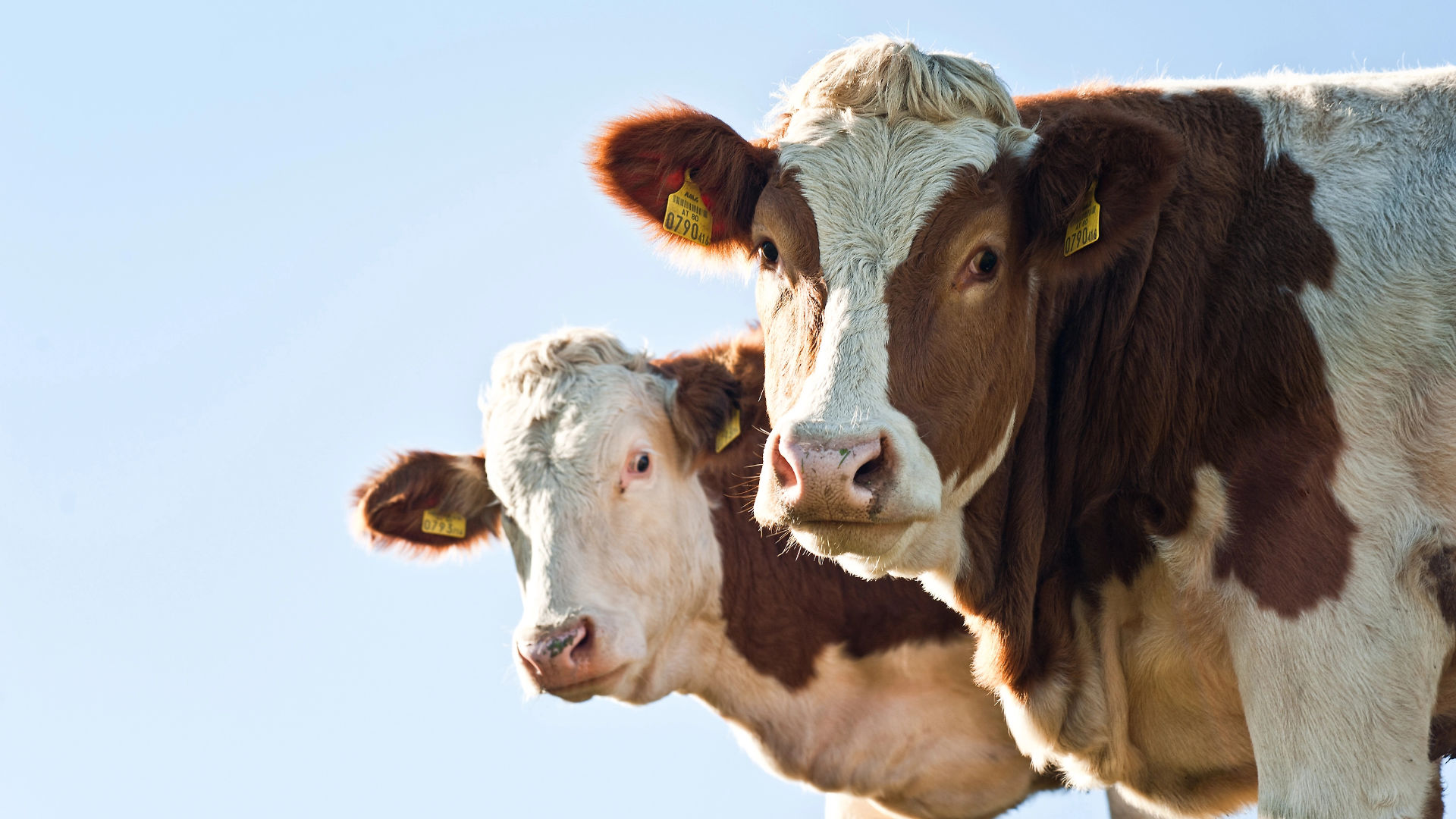 Great Yorkshire Show with Premier Executive Chauffeur Services