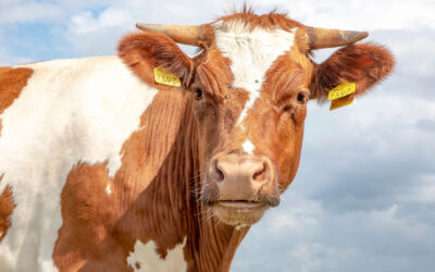 The Lincolnshire Show 2026: A Smarter Way to Get There and Make the Most of Your Day