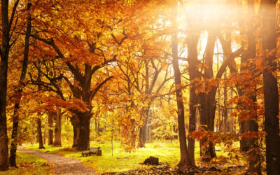 Q4 Business Travel: Stress-Free Airport Transfers This Autumn