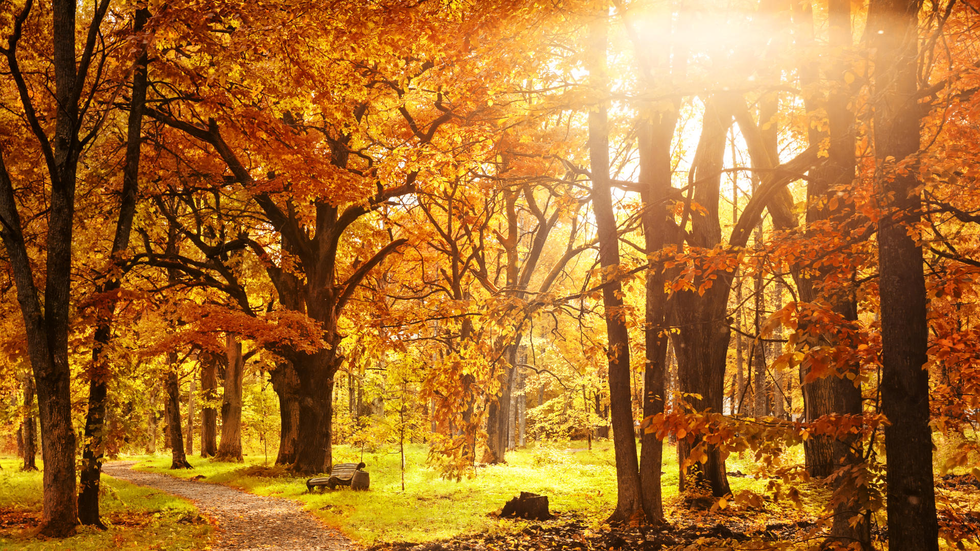 Stress free autumn travel with Premier Executive Chauffeur Services Stress free autumn travel with Premier Executive Chauffeur Services